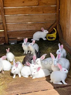 Healthy 3 Month Old Rabbits for Sale Ongata Rongai