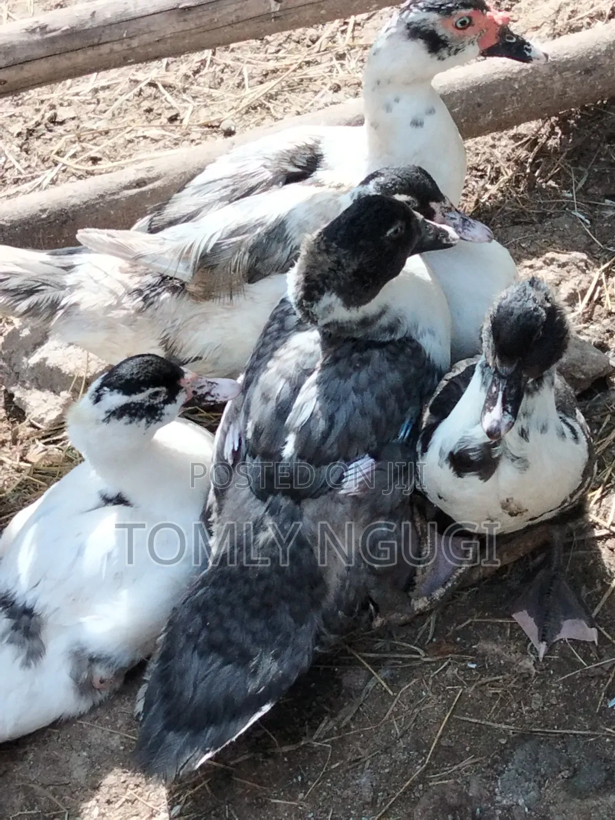 Bata Duck (Kiengei)