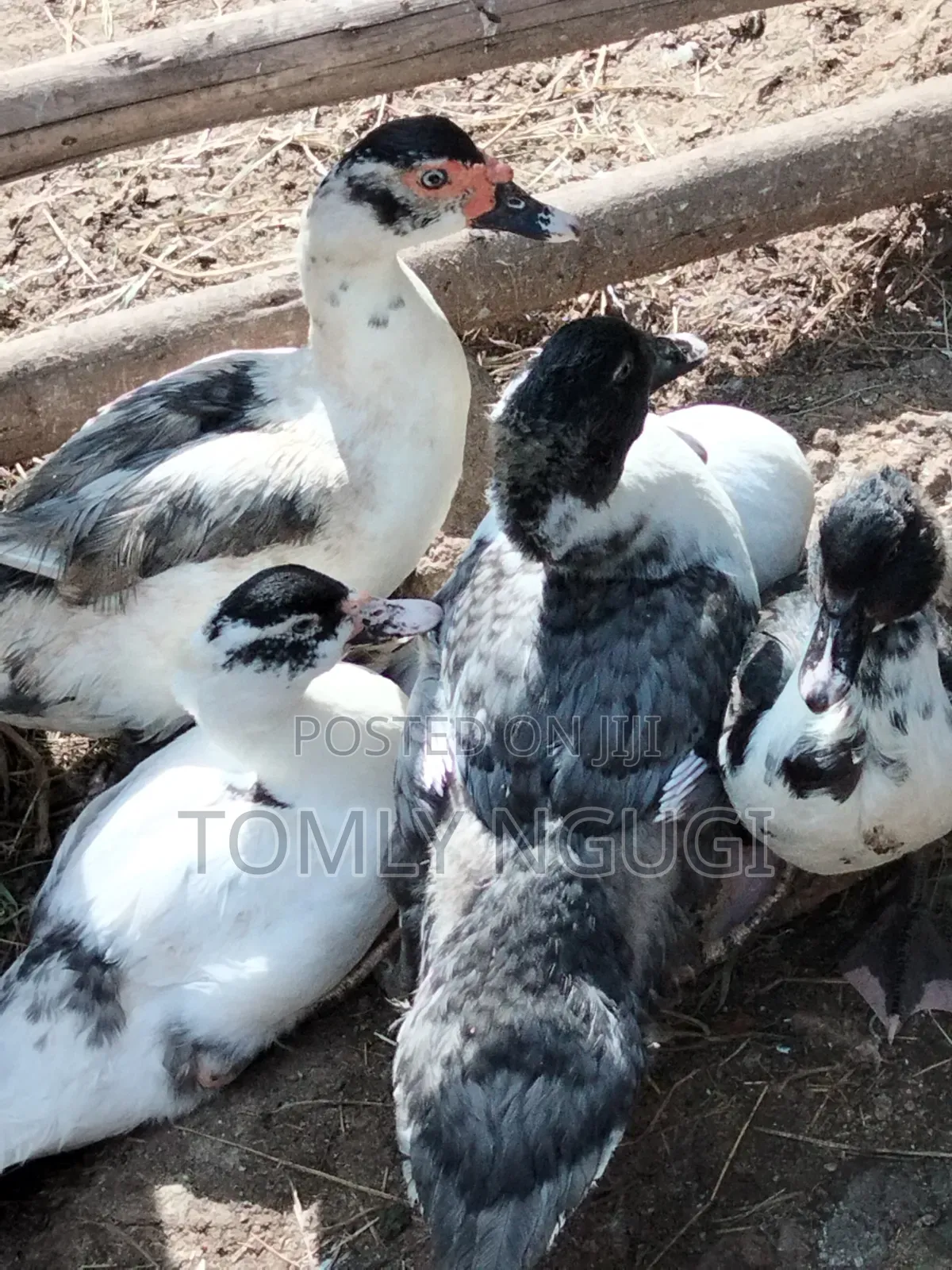 Bata Duck (Kiengei)