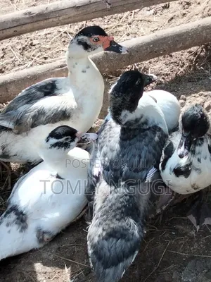 Bata Duck (Kiengei)