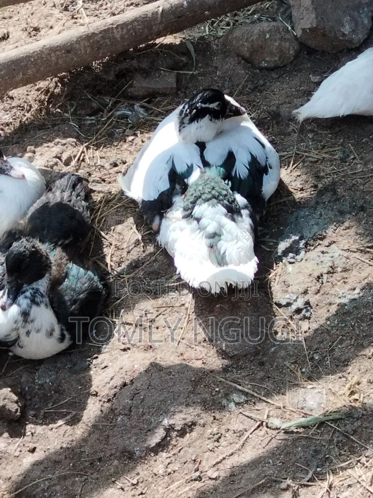 Bata Duck (Kiengei)