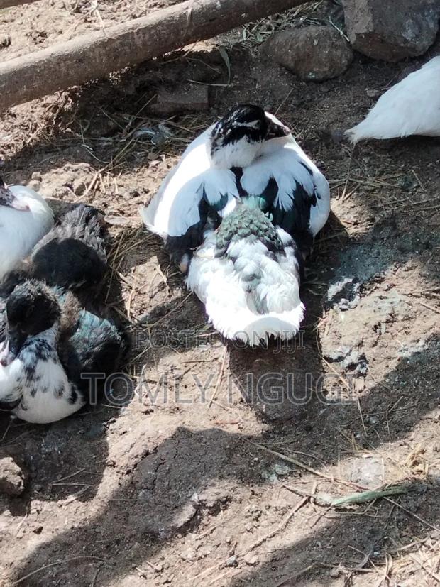 Bata Duck (Kiengei) - thumbnail 4