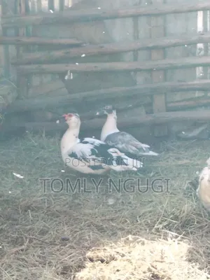 Bata Duck (Kiengei)