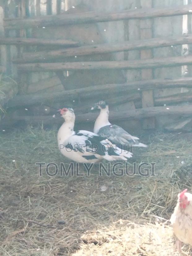 Bata Ducks