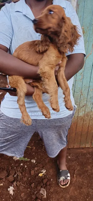 6-12 months Male Purebred Cocker Spaniel