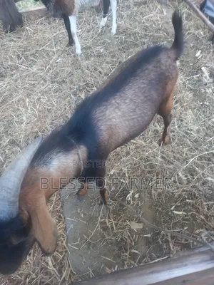 Dairy Goat