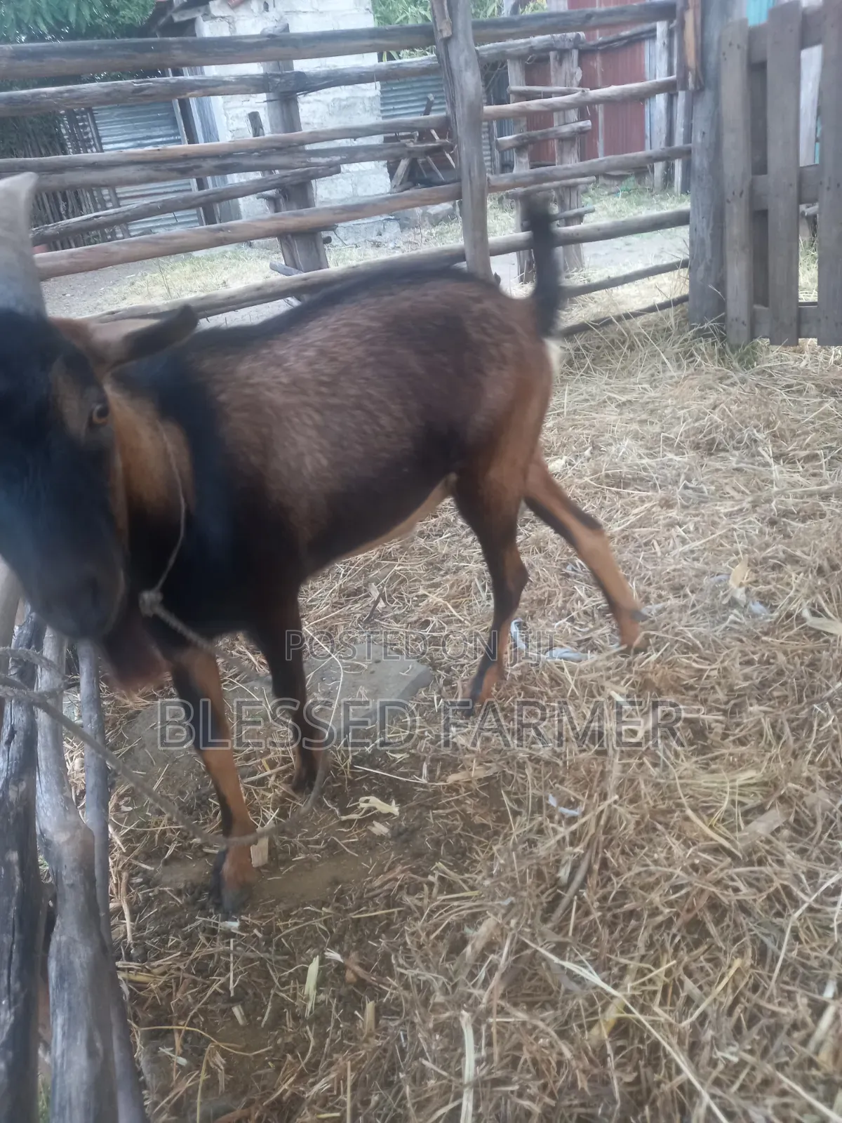 Dairy Goat