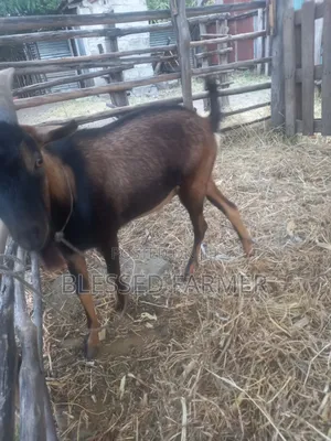Dairy Goat