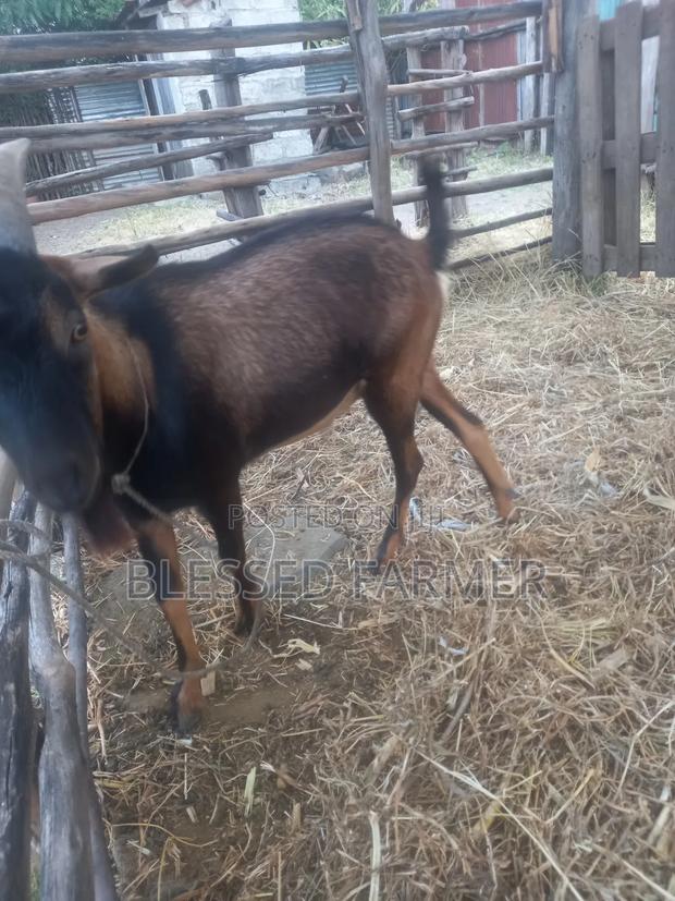 Dairy Goat - thumbnail 3