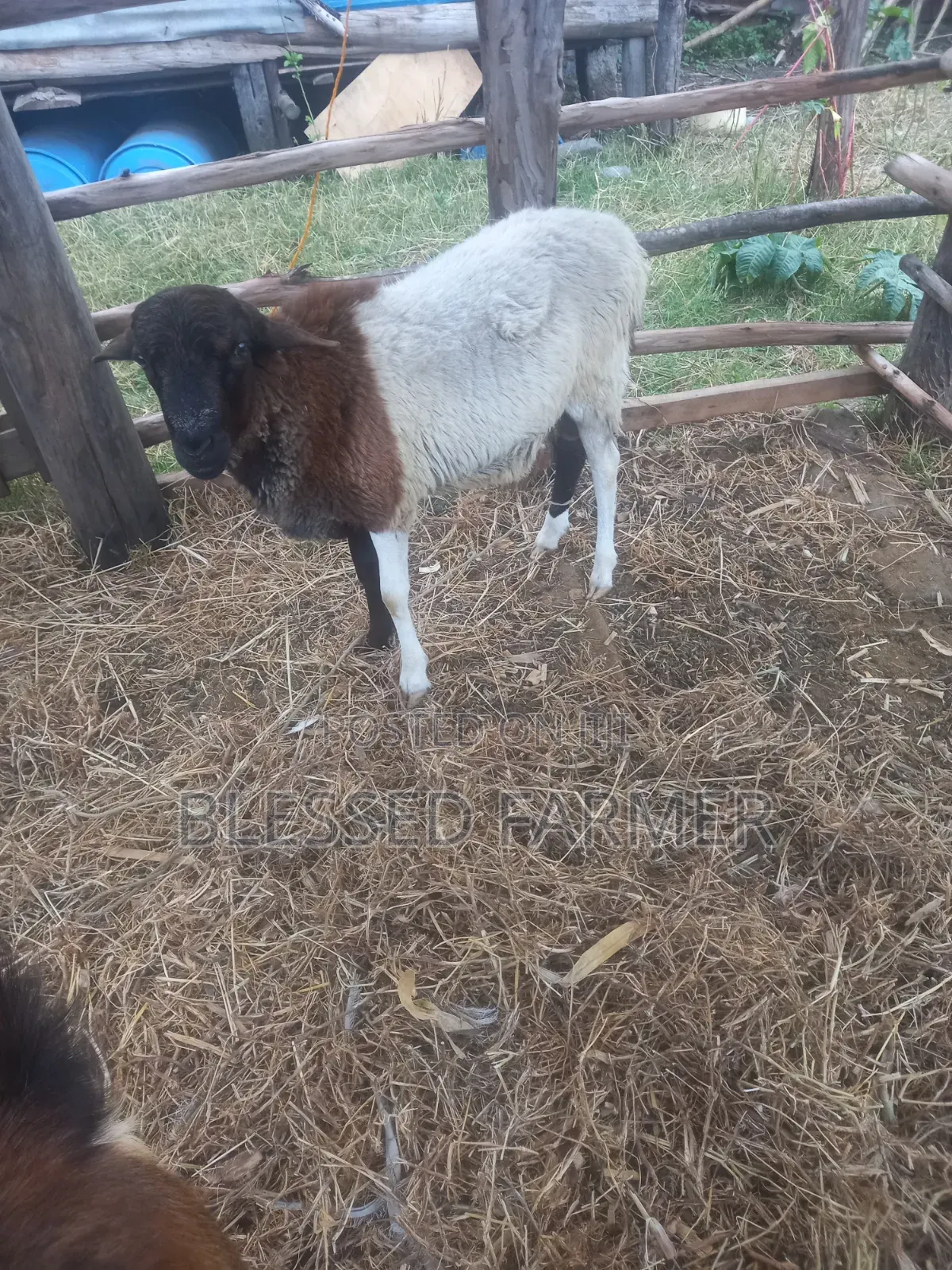 Dorpper Ram