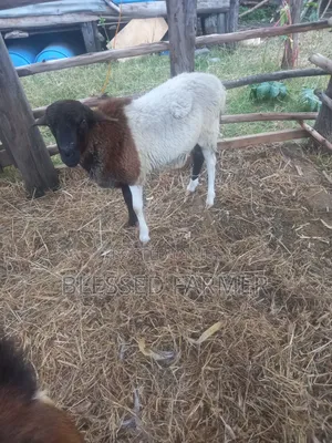 Dorpper Ram