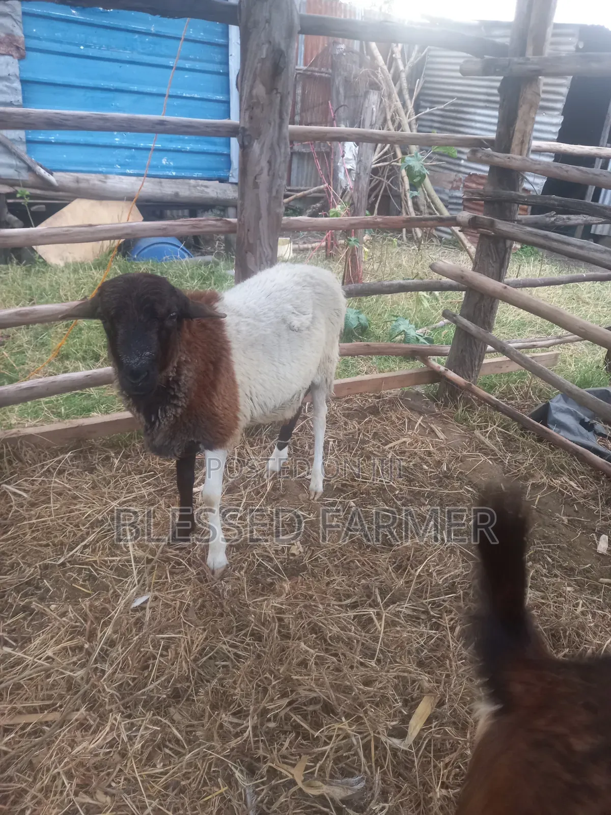 Dorpper Ram