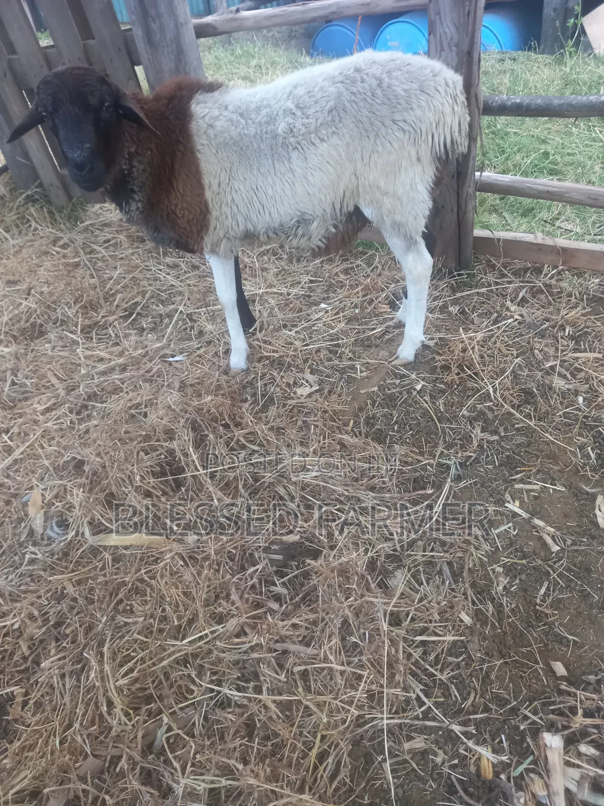 Dorpper Ram