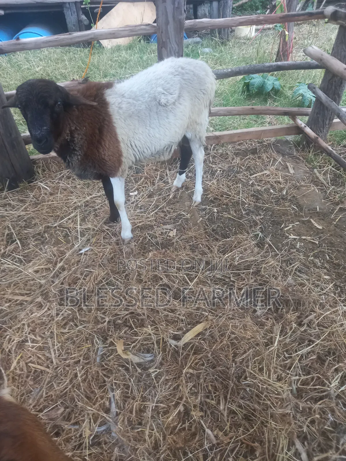 Dorpper Ram