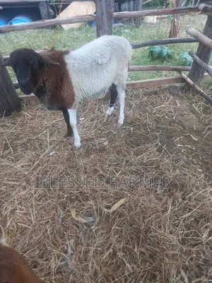 Dorpper Ram