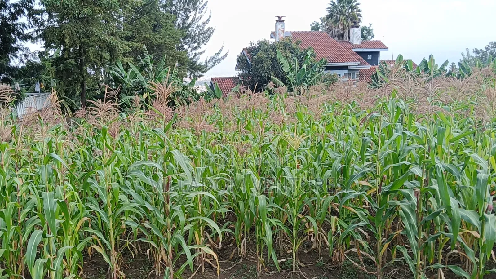 For Sale 1/2 Acre in Millimani Block 12
