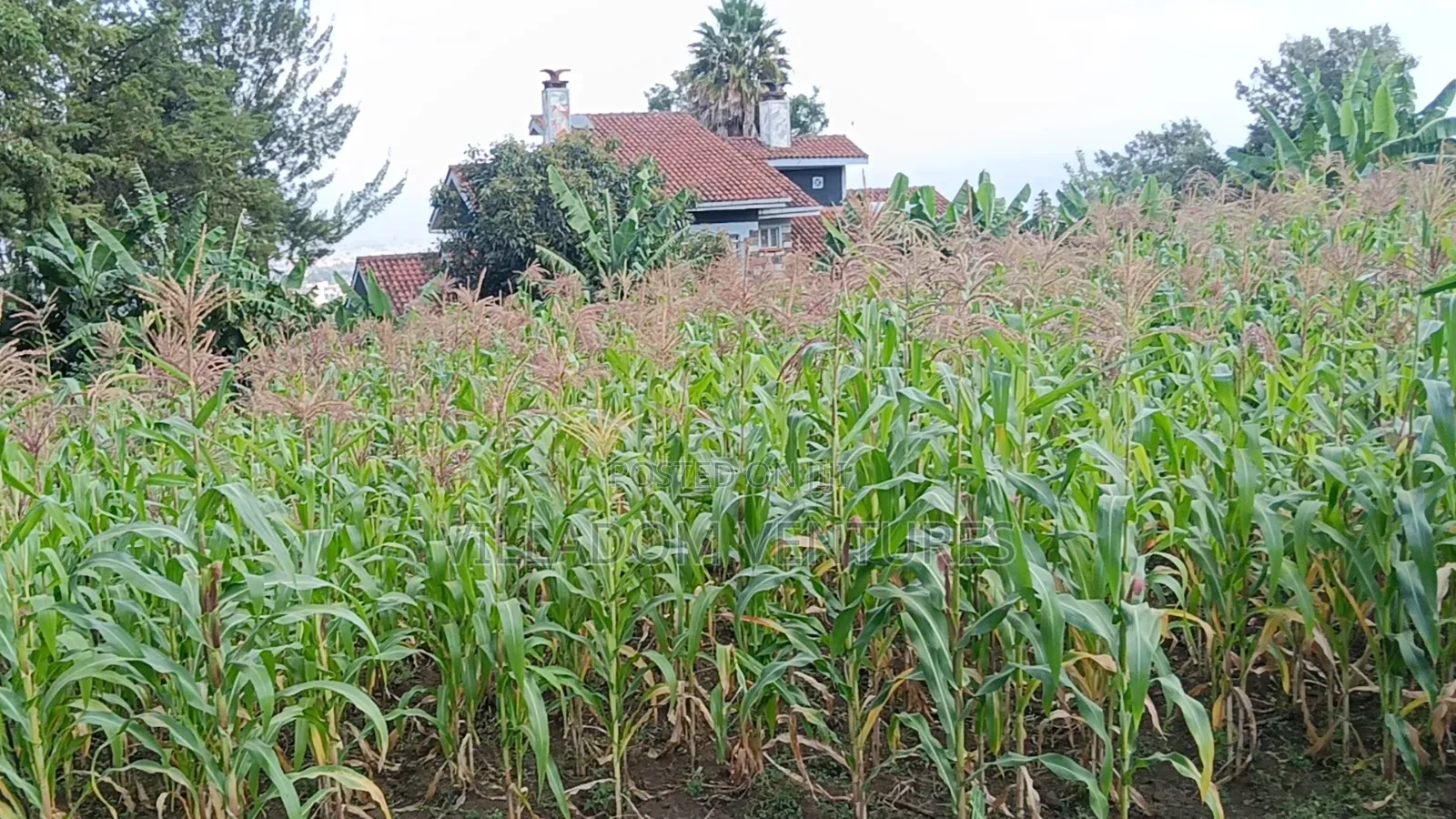 For Sale 1/2 Acre in Millimani Block 12