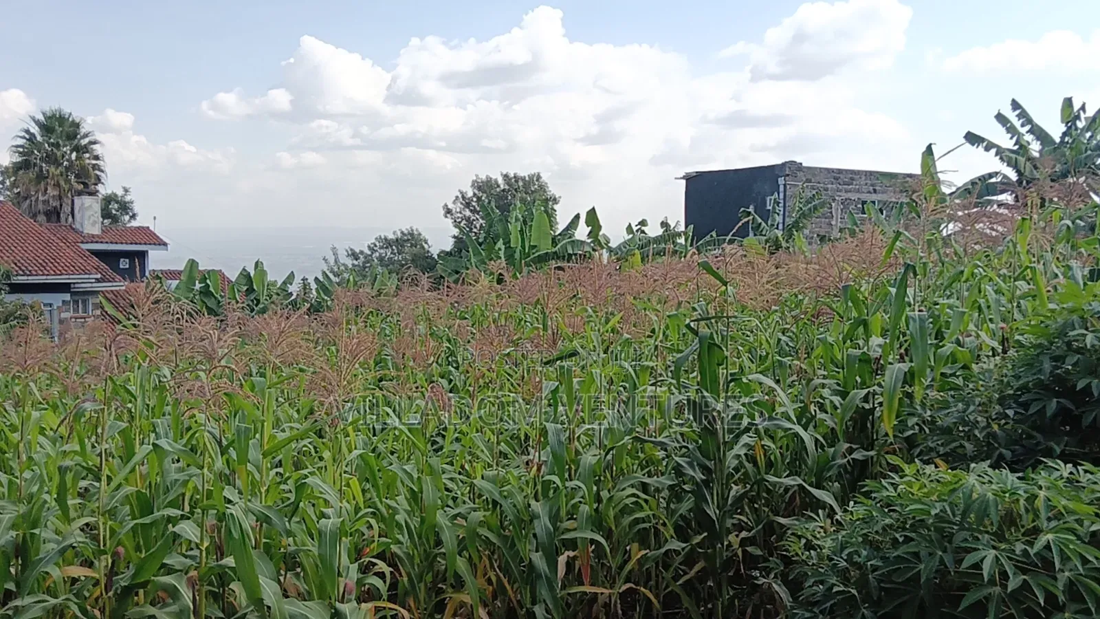 For Sale 1/2 Acre in Millimani Block 12