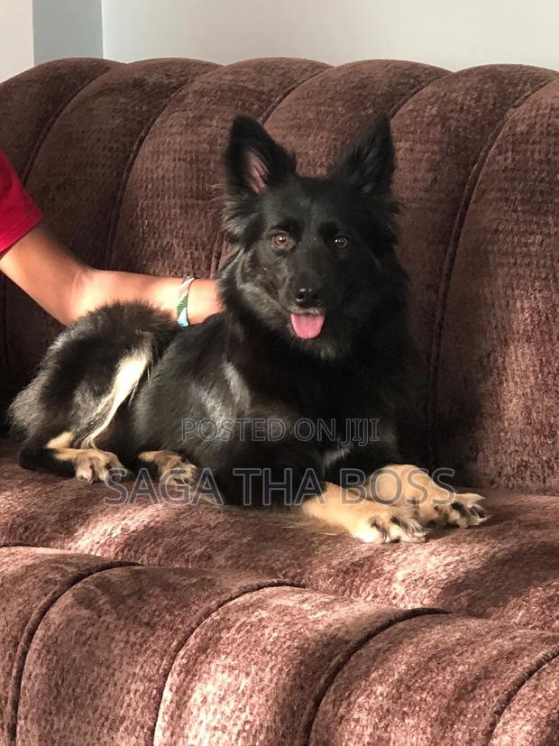 1+ year Female Mixed Breed German Shepherd - thumbnail 2