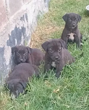 1-3 months Male Mixed Breed American Pit Bull Terrier
