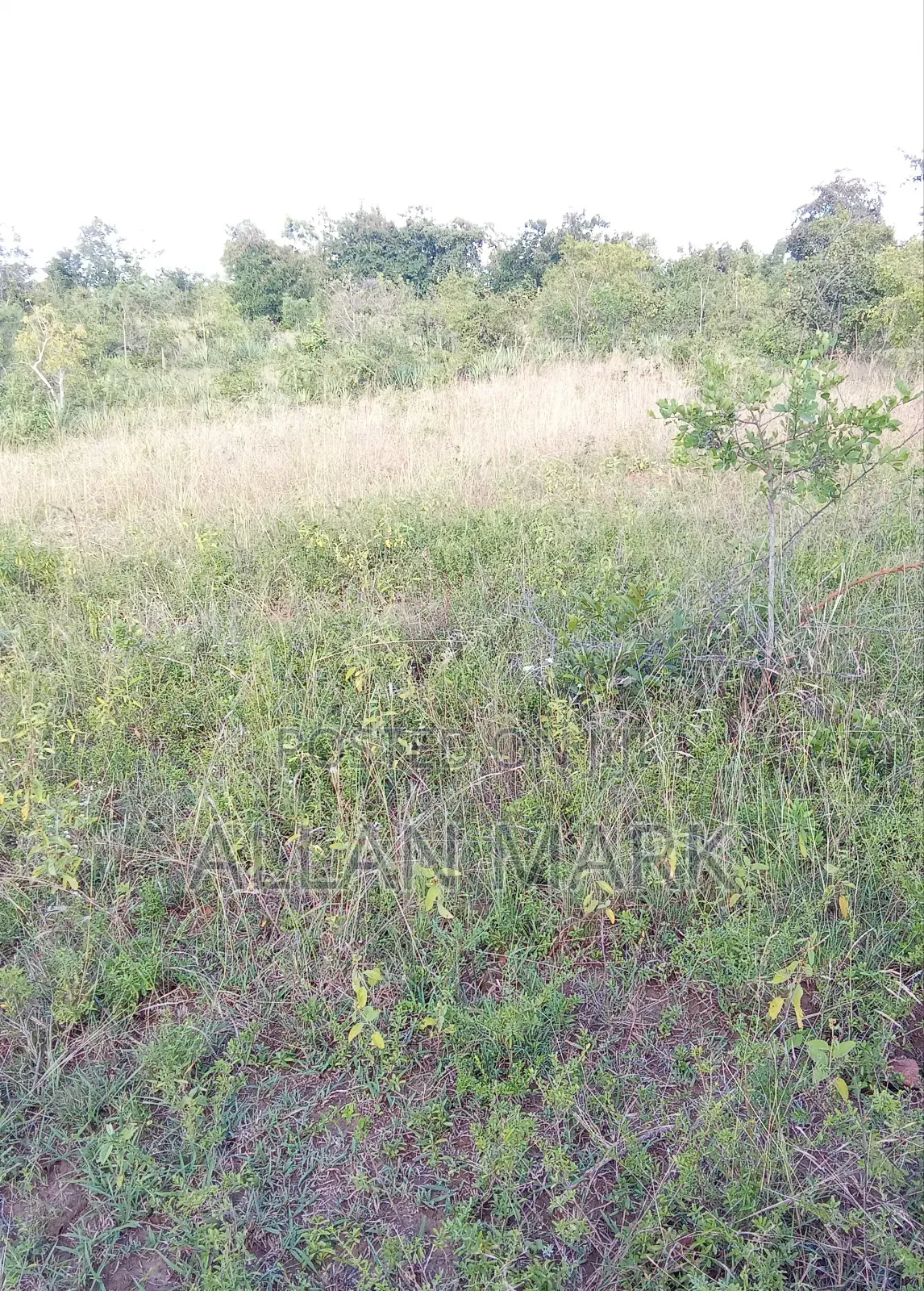 Makuyu Mananja