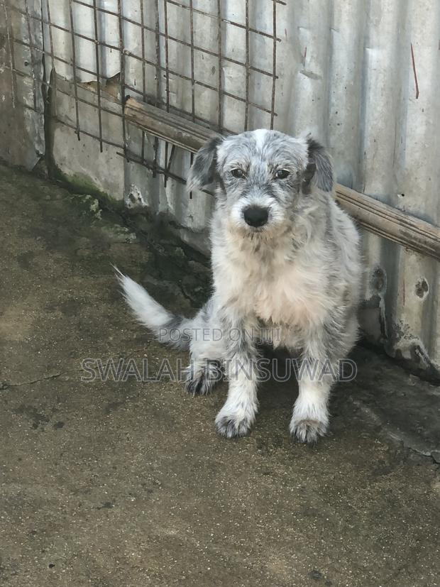 6-12 months Female Mixed Breed Japanese Spitz