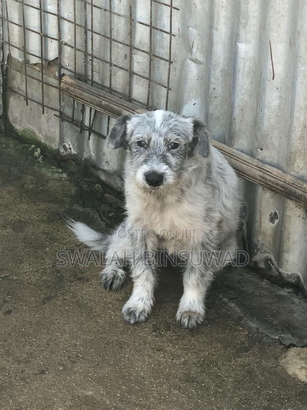 6-12 months Female Mixed Breed Japanese Spitz - thumbnail 3