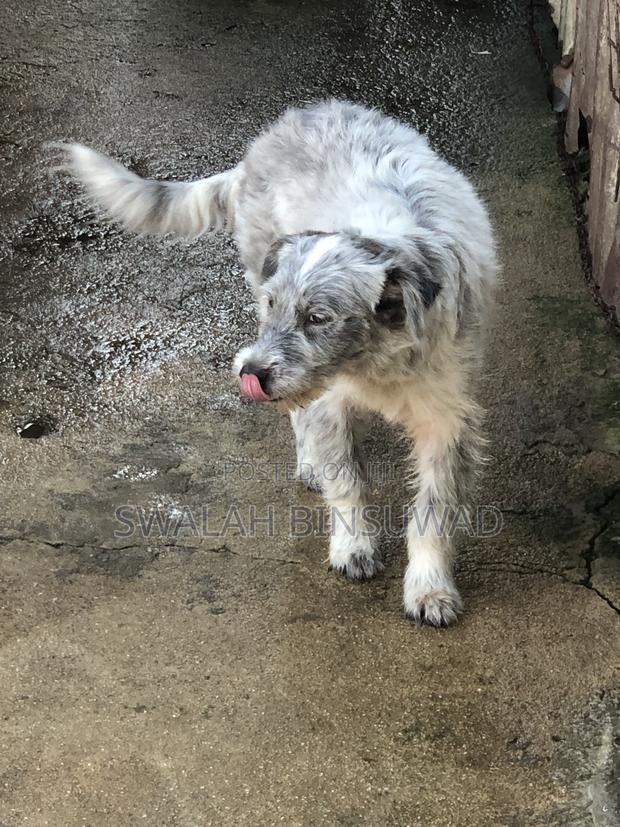 6-12 months Female Mixed Breed Japanese Spitz - thumbnail 4