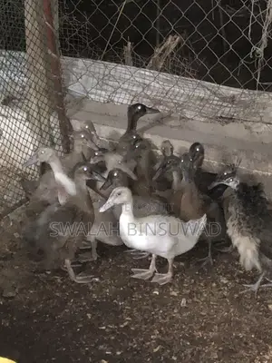 Khaki Campbell Ducks