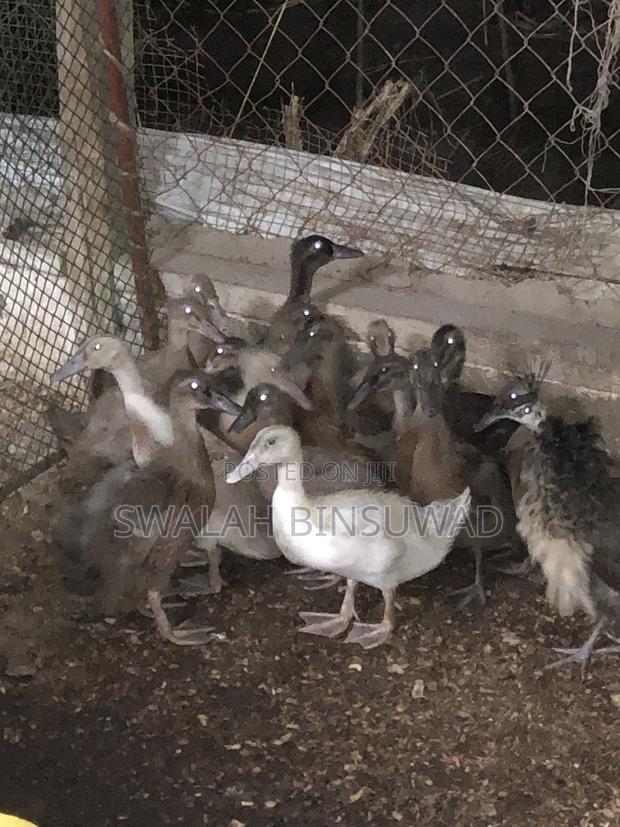 Khaki Campbell Ducks
