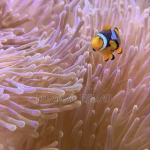 Marine Aquarium Fish