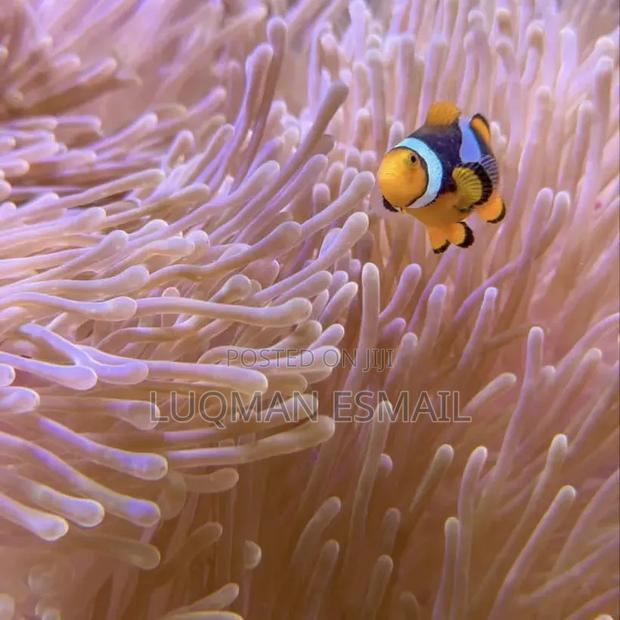 Marine Aquarium Fish