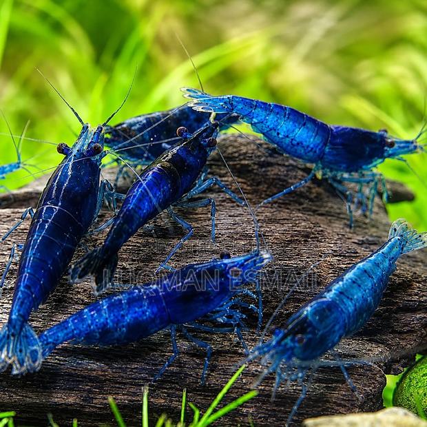 Blue Cherry Shrimps - main view