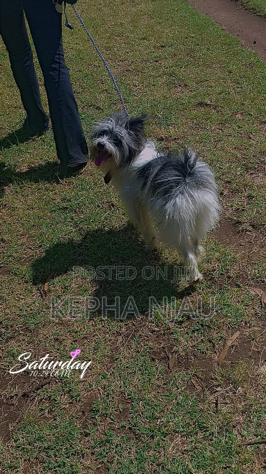 6-12 months Female Purebred Maltese