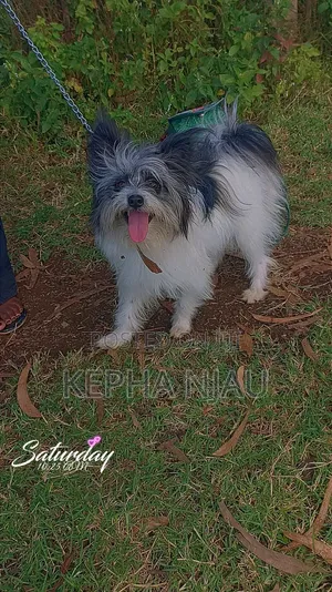 6-12 months Female Purebred Maltese