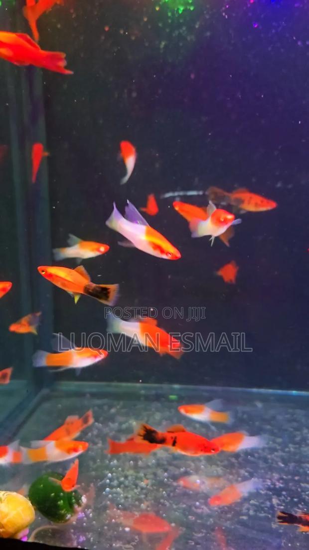 Swordtails Koi - main view