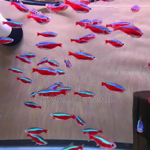Cardinal Tetras