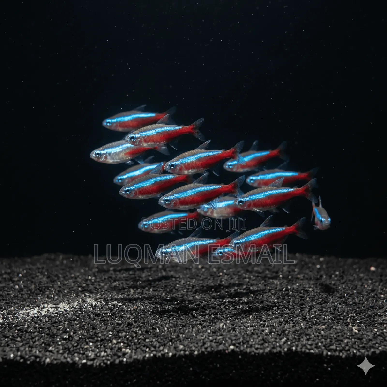 Cardinal Tetras