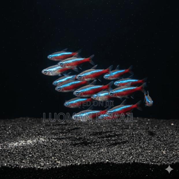 Cardinal Tetras - thumbnail 2