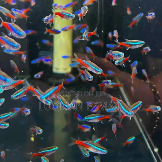 Neon Tetra - thumbnail 2