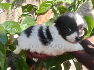1-3 months Male Mixed Breed Pomeranian