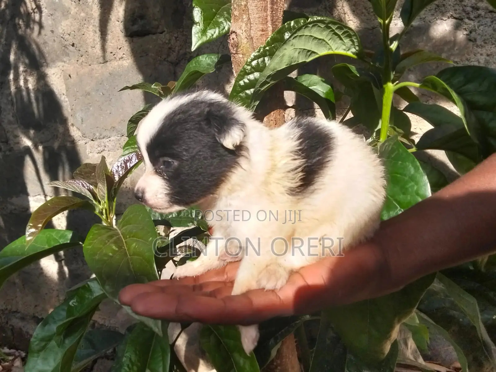 1-3 months Male Mixed Breed Pomeranian