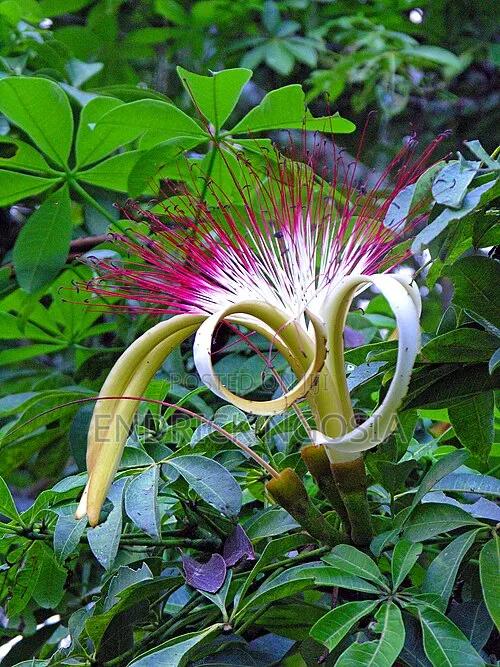 Malabar Chesnut Money Tree Money Plant - thumbnail 3