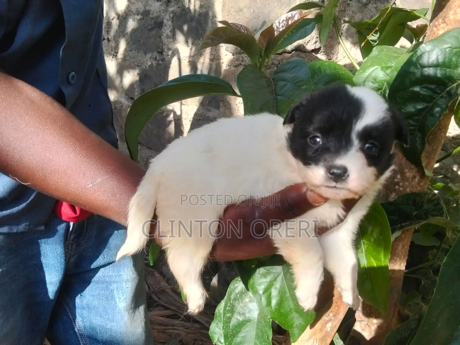 1-3 months Male Mixed Breed Pomeranian