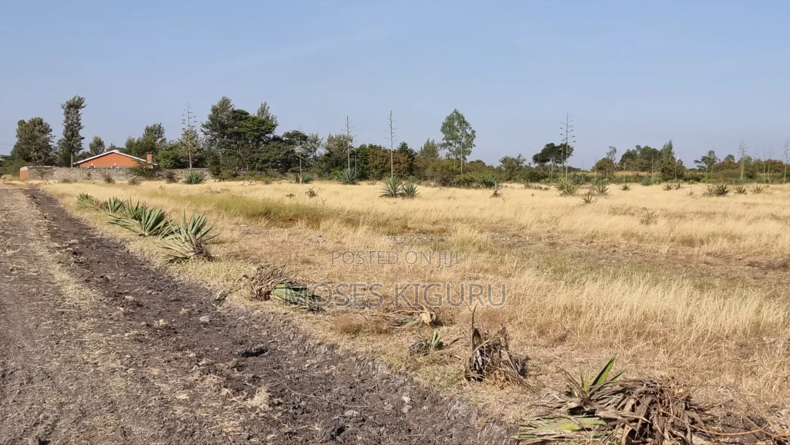 Jujafarm, Kwamurage, 50x100 Plots.