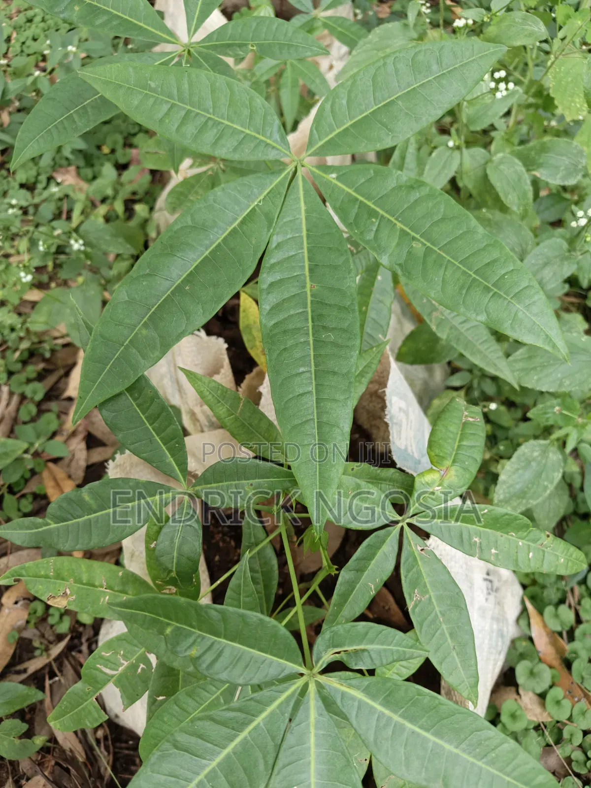 Malabar Chesnut Money Tree Money Plant
