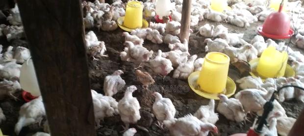 Broiler Chicks - main view