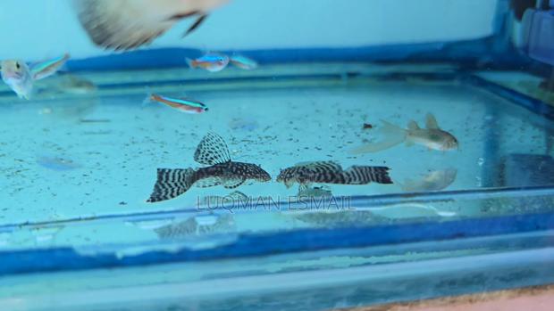 Bristlenose Plecos Longfin