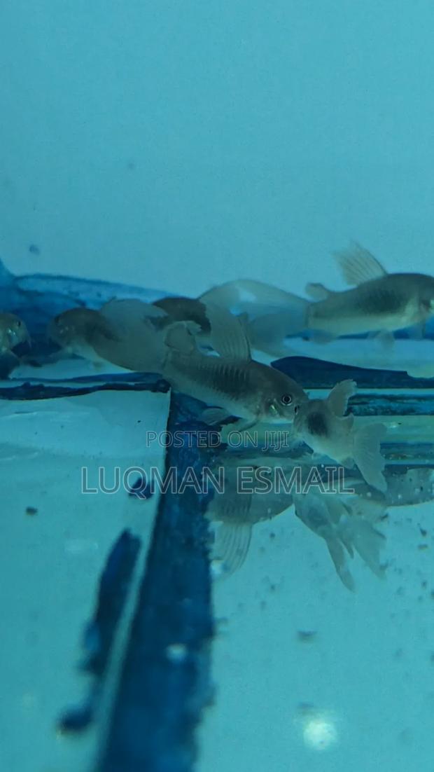 Longfins Corydora - main view