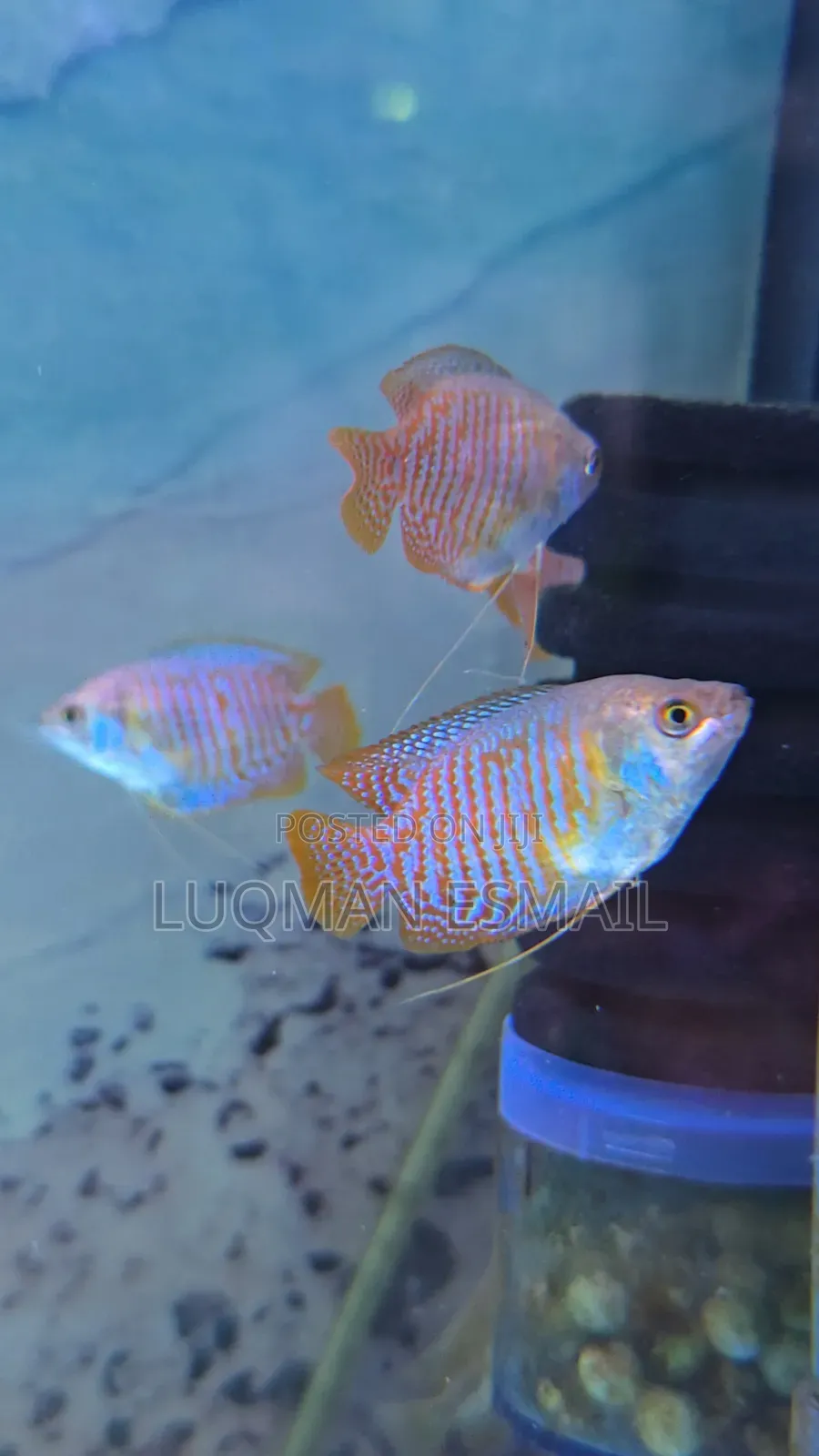 Dwarf Gourami